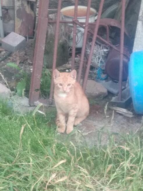 Oddam kotki w dobre ręce