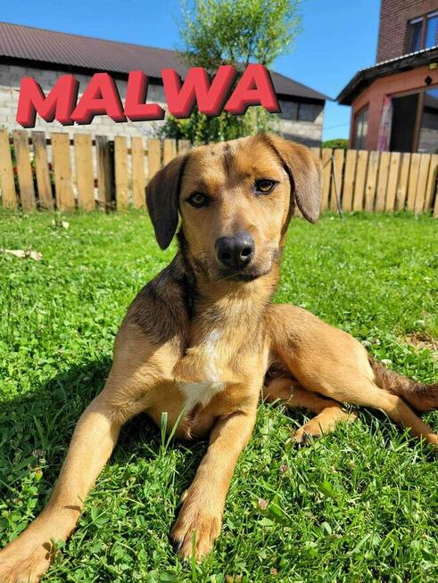 Malwa młodziutenka proludzka sunia marzy o kochającym domu