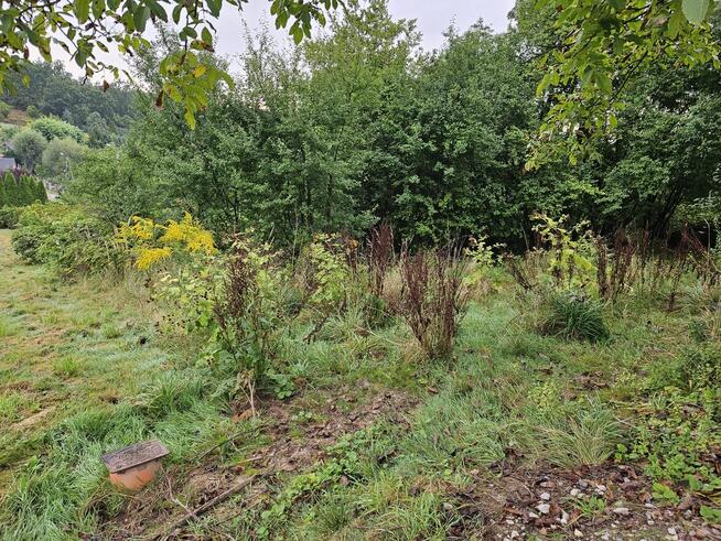 Mulczowanie Czyszczenie działek wycinka drzew mulczer