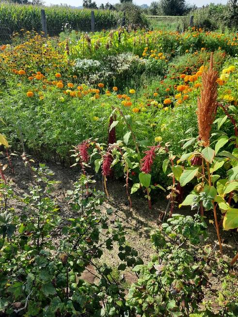 Działka rekreacyjna ogrodowa sektor Krokus