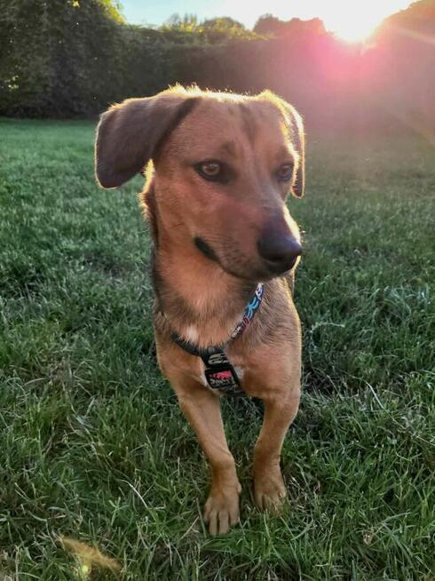 Śliczna młodziutka sunia uwielbiająca przytulanie szuka domu