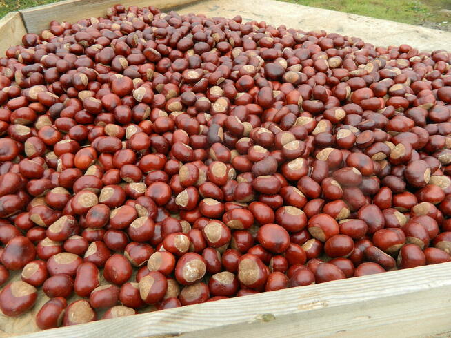Skup kasztanów kasztany Podlaskie Mazowieckie Lubelskie