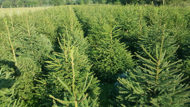 Plantacja choinek choinki świerkowe sadzonki świerka, świerk