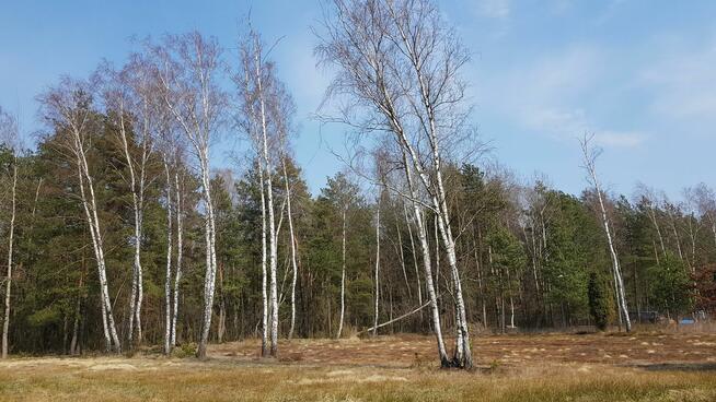 Działka budowlana Malcanów gm. Wiązowna, Podleśna