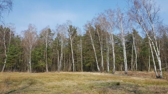 Działka budowlana Malcanów gm. Wiązowna, Podleśna