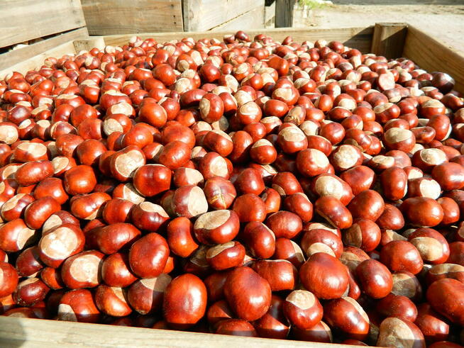 Skup kasztanów kasztany Podlaskie Mazowieckie Lubelskie