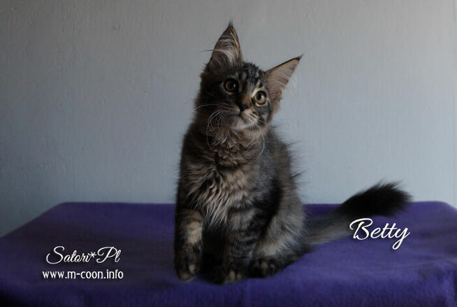 Maine Coon - śliczne kocięta, rodowód WCF