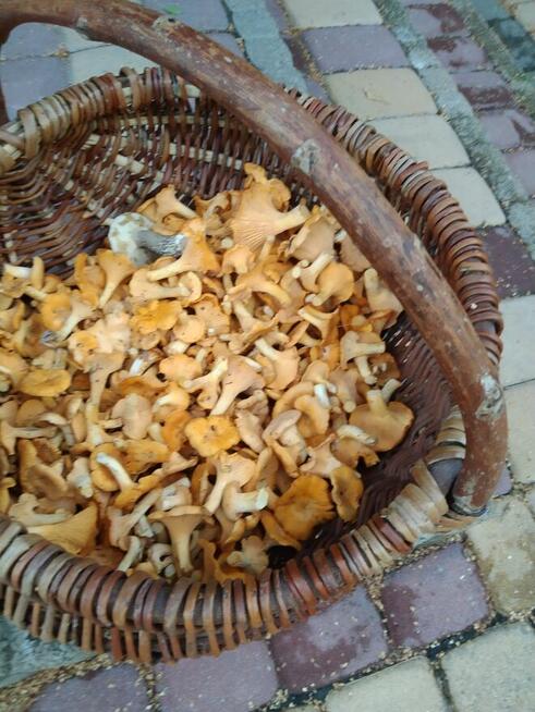 Ziemia rolna Działka