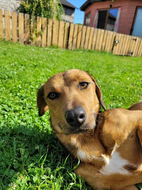 Malwa młodziutenka proludzka sunia marzy o kochającym domu