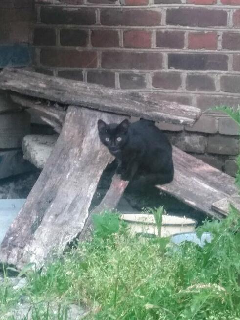 Oddam kotki w dobre ręce