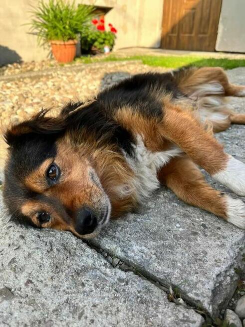 Pilne!! 1,5 roczny śliczny piesek do adopcj Beata