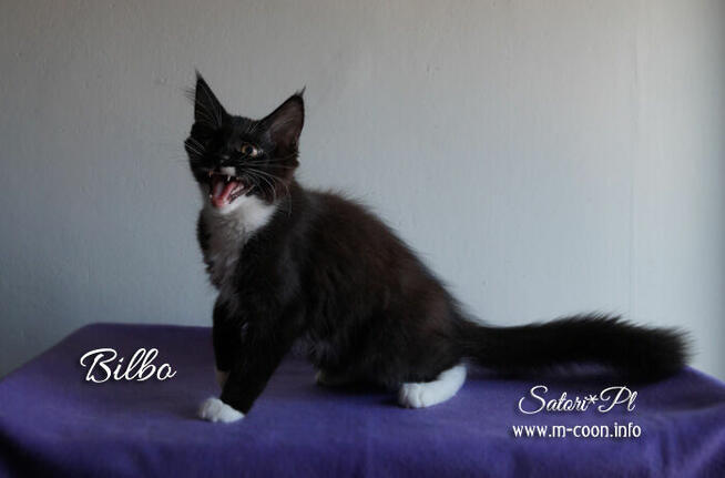 Maine Coon - śliczne kocięta, rodowód WCF