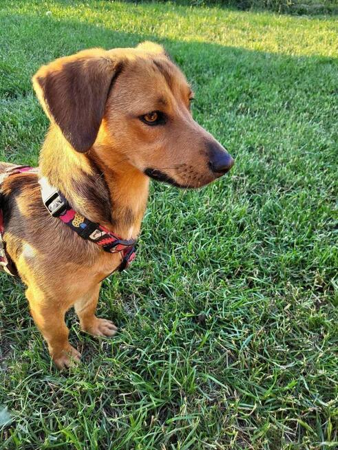 Młoda prze kochana dziewczynka czeka na wymarzony domek