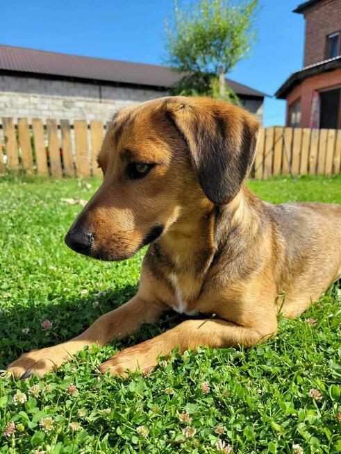 Malwa młodziutenka proludzka sunia marzy o kochającym domu