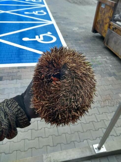 Eco Supervision Ekspertyzy przyrodnicze