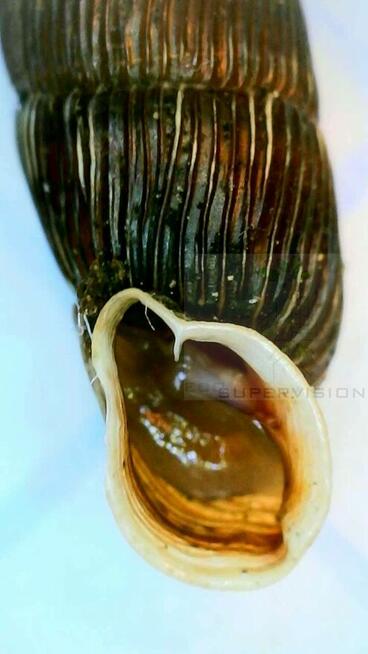 Eco Supervision Ekspertyzy przyrodnicze