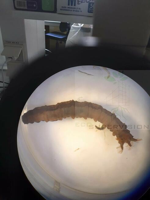 Eco Supervision Ekspertyzy przyrodnicze