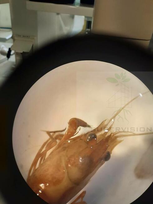 Eco Supervision Ekspertyzy przyrodnicze