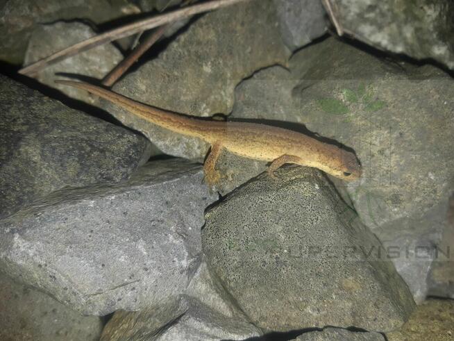 Eco Supervision Ekspertyzy przyrodnicze