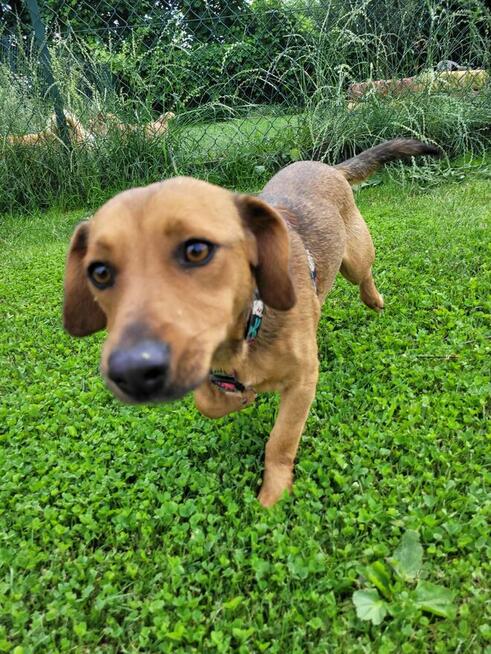 Młoda cudowna sunia kochająca ludzi szuka PILNIE domku