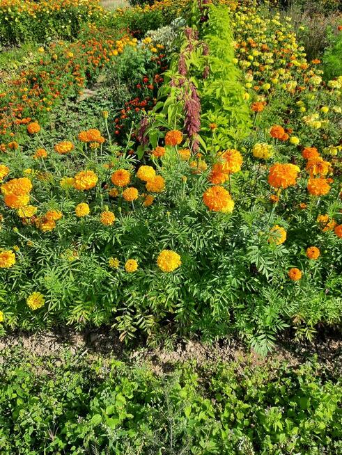 Działka rekreacyjna ogrodowa sektor Krokus