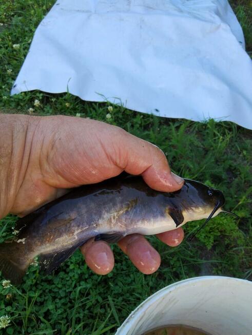 Ziemia rolna Działka