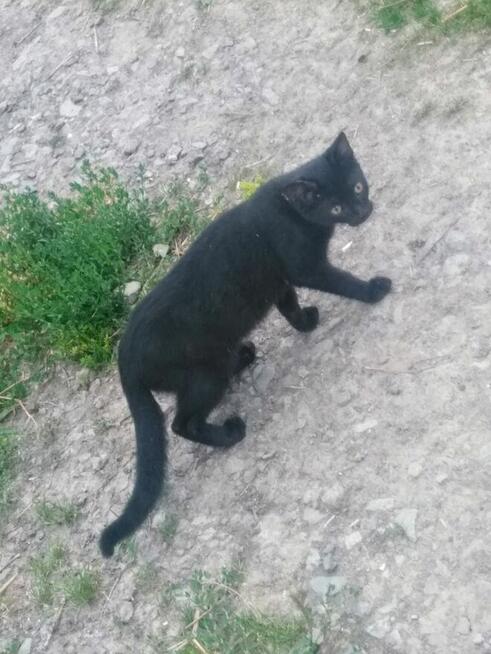 Oddam kotki w dobre ręce