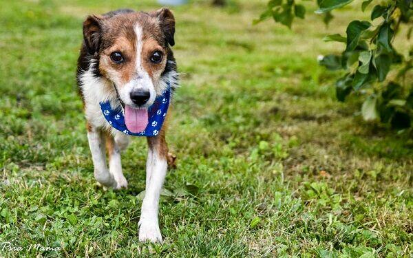 Mały, grzeczny Falko szuka dobrego Opiekuna