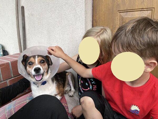 Mały, grzeczny Falko szuka dobrego Opiekuna