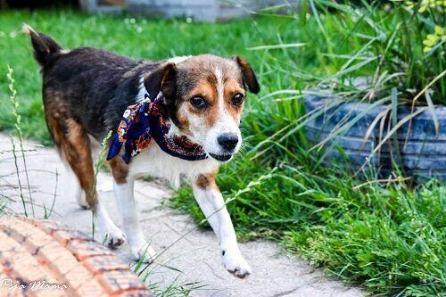 Mały, grzeczny Falko szuka dobrego Opiekuna