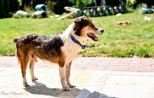 Mały, grzeczny Falko szuka dobrego Opiekuna