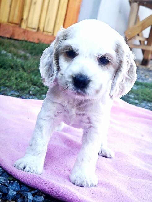 Cocker Spaniel