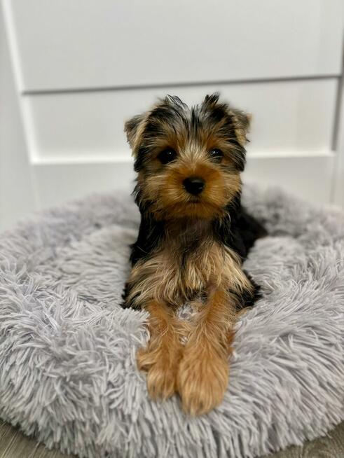 Yorkshire Terrier suczka szczeniak