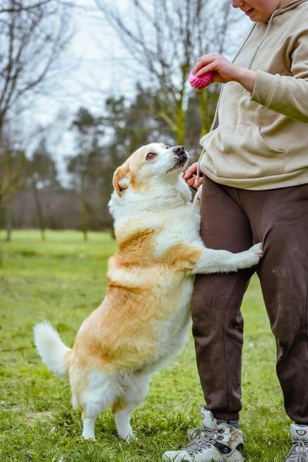 Hektor- niskopodłogowy biało-rudy psiak do adopcji