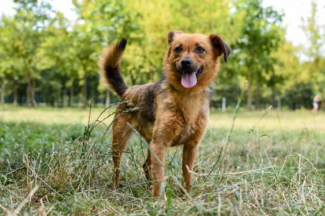 Majla - malutka ruda suczka czeka na cierpliwy dom