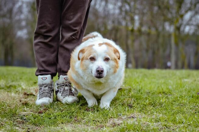 Hektor- niskopodłogowy biało-rudy psiak do adopcji