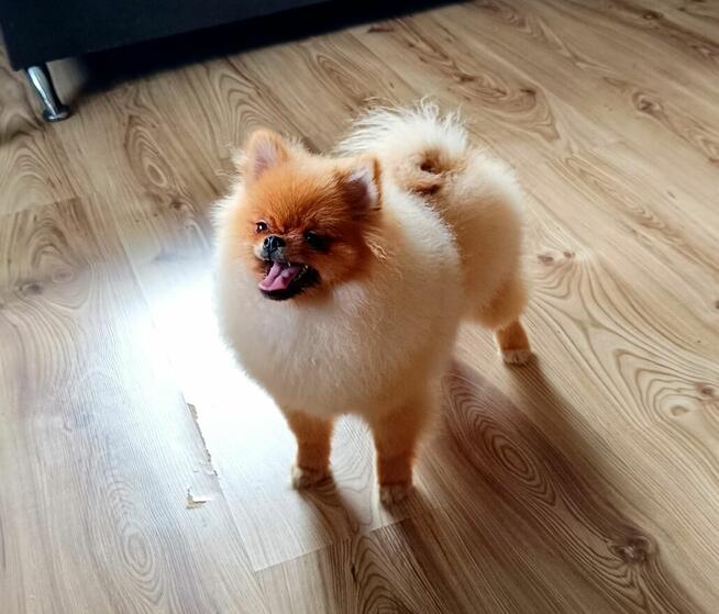 Szpic miniaturowy Pomeranian