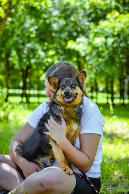 Piast- niewielki piesek Czeja na dom-adopcja