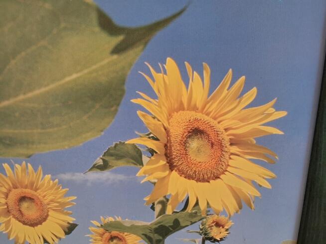 Obraz – kwiaty słonecznika, do sprzedania