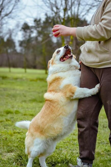 Hektor- niskopodłogowy biało-rudy psiak do adopcji