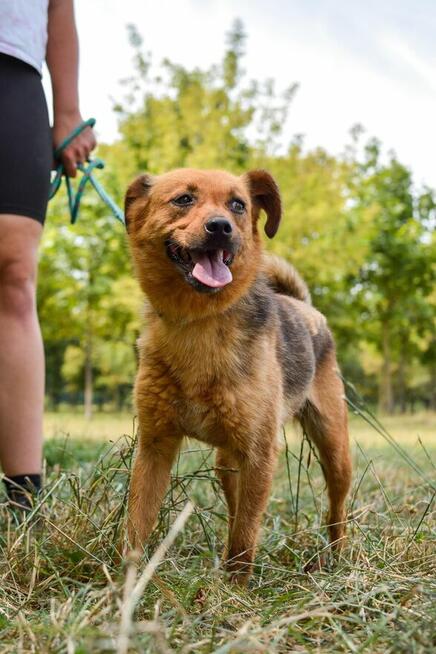 Majla - malutka ruda suczka czeka na cierpliwy dom