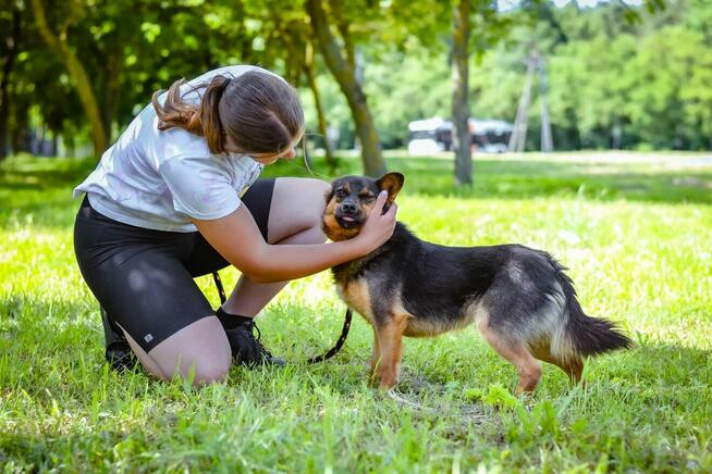 Piast- niewielki piesek Czeja na dom-adopcja