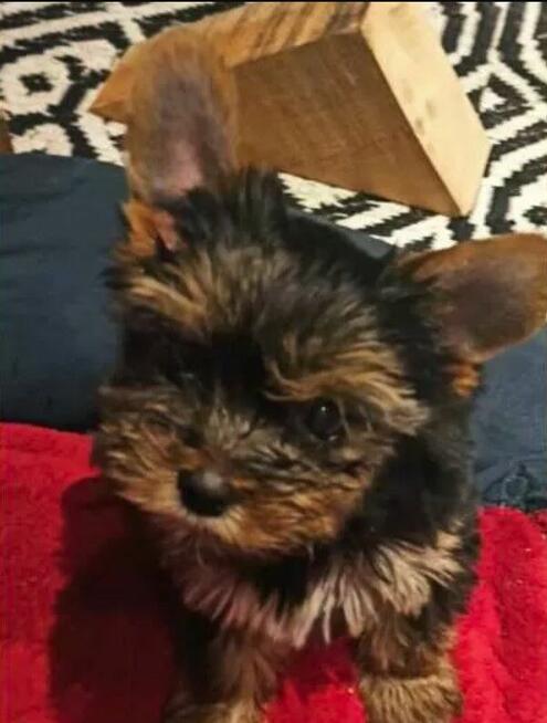 Mini Śliczny Yorkshire Terrier