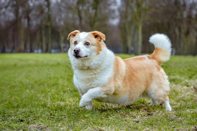 Hektor- niskopodłogowy biało-rudy psiak do adopcji