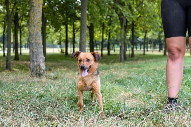 Majla - malutka ruda suczka czeka na cierpliwy dom