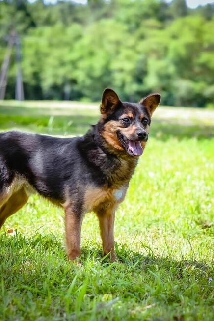 Piast- niewielki piesek Czeja na dom-adopcja
