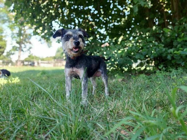 Cudowna sunia kochająca ludzi i świat poleca się do adopcji