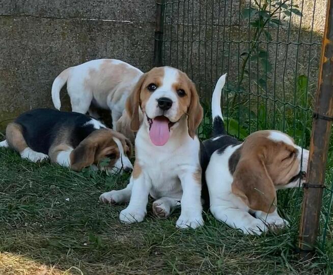 Szczeniak suczka Beagle ZKwP z rodowodem GOTOWA DO OBIORU