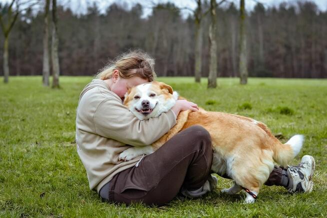 Hektor- niskopodłogowy biało-rudy psiak do adopcji