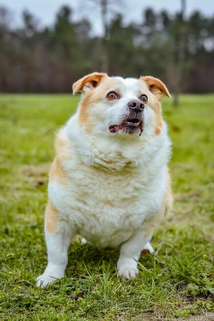 Hektor- niskopodłogowy biało-rudy psiak do adopcji